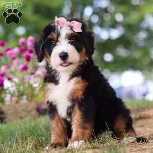 Maggie May, Mini Bernedoodle Puppy